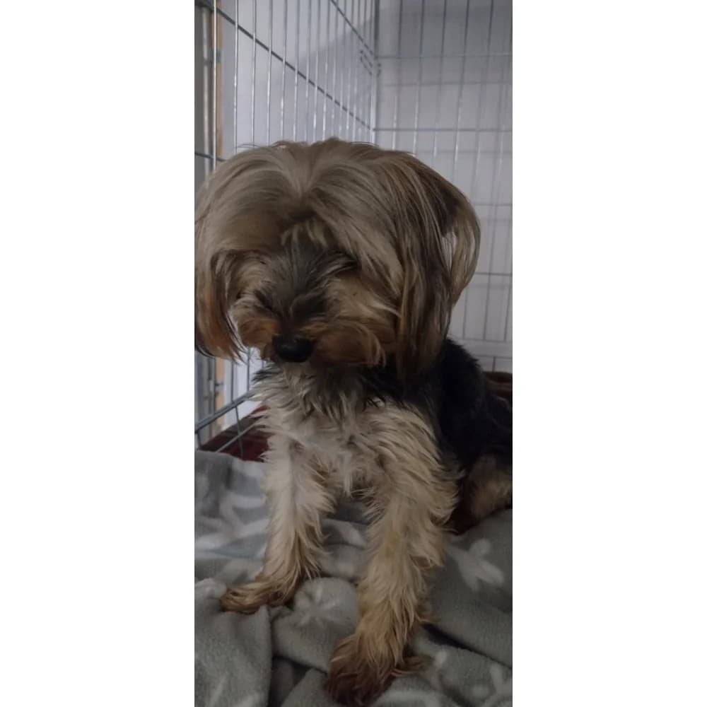 Mia, female senior Mixed Breed for adoption at Schronisko Bialystok, Białystok