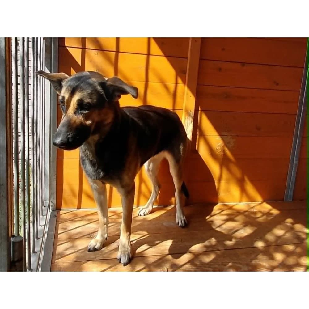 Dora, female senior Mixed Breed for adoption at Schronisko Bialystok, Białystok