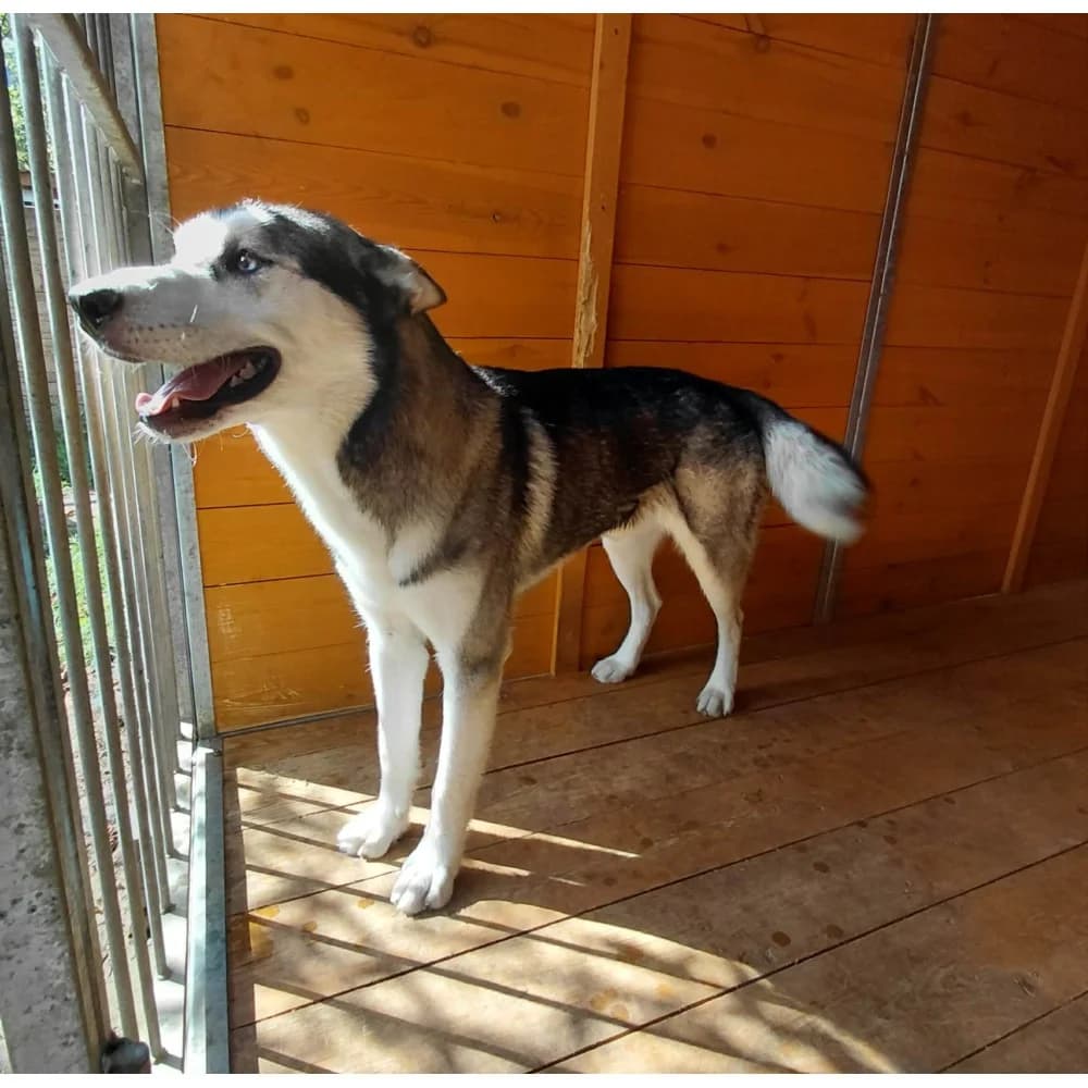 Majki, male senior Mixed Breed for adoption at Schronisko Bialystok, Białystok