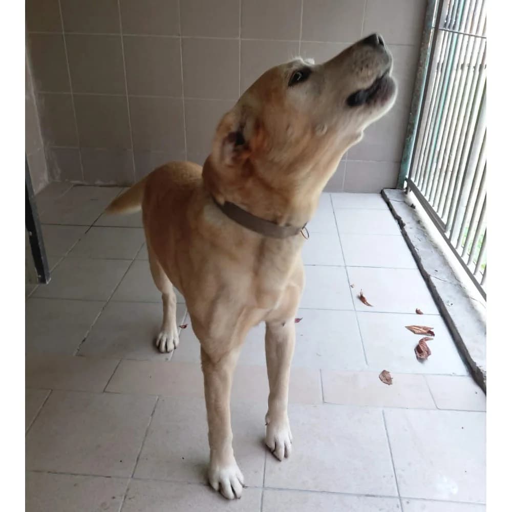 Viki 11, male senior Mixed Breed for adoption at Schronisko Bialystok, Białystok
