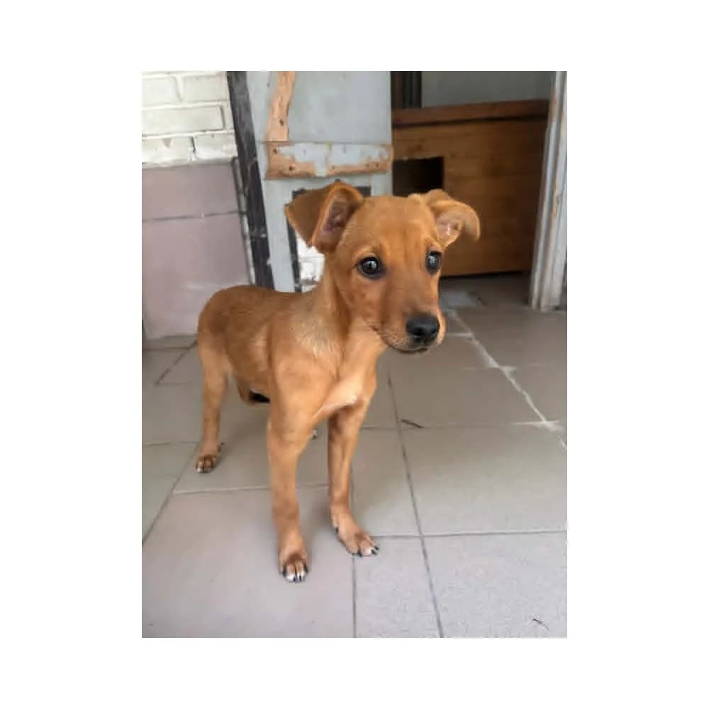 Kłapcia, female puppy Mixed Breed for adoption at Schronisko Bialystok, Białystok