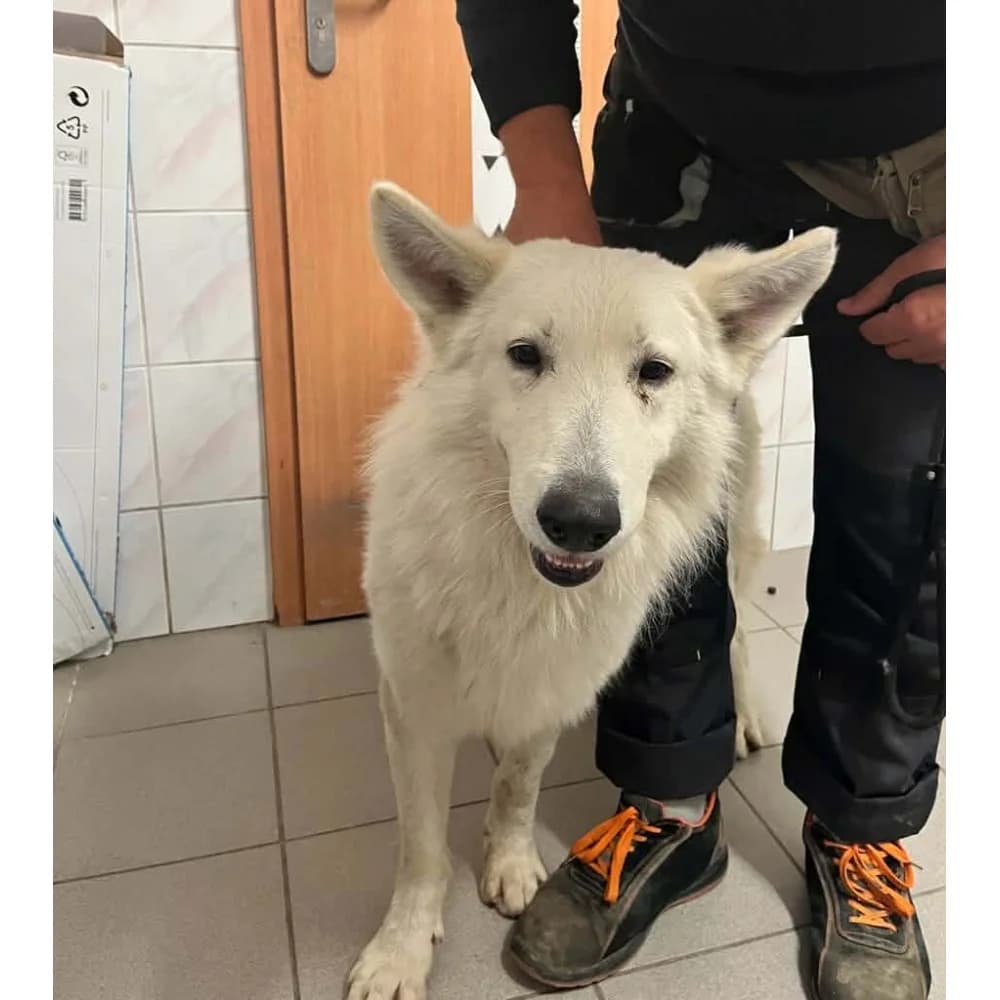 Orson 2, male senior Mixed Breed for adoption at Schronisko Bialystok, Białystok