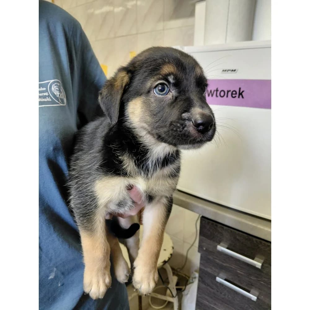 Tango, male puppy Mixed Breed for adoption at Schronisko Bialystok, Białystok