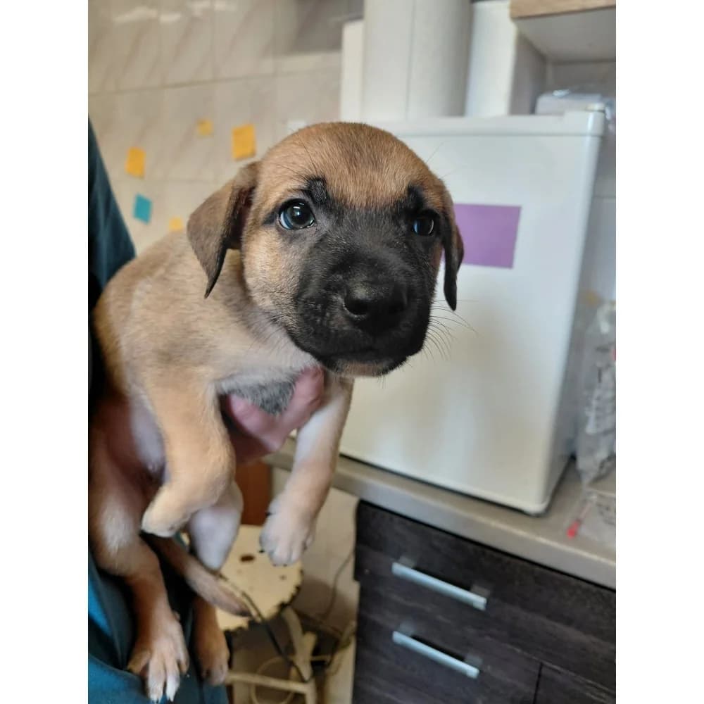 Dżajf, male puppy Mixed Breed for adoption at Schronisko Bialystok, Białystok