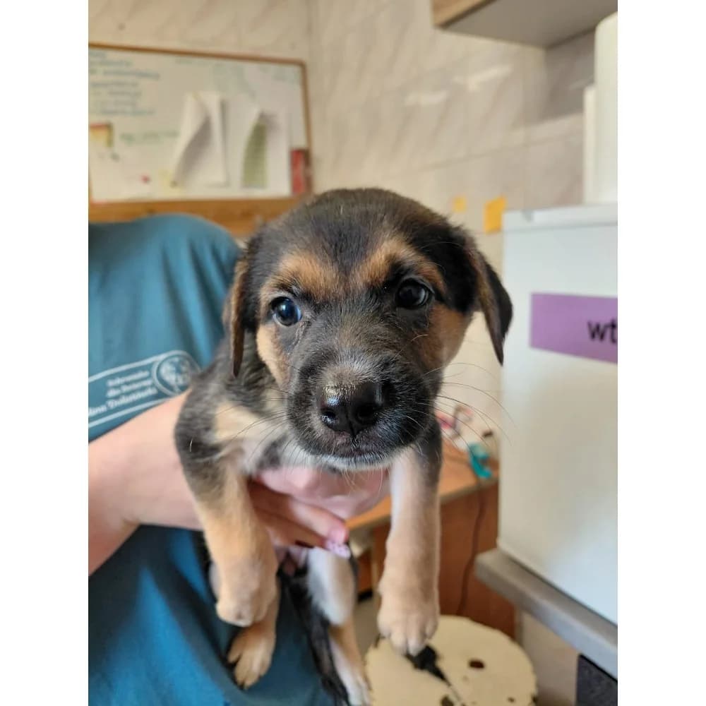 Polka, female puppy Mixed Breed for adoption at Schronisko Bialystok, Białystok