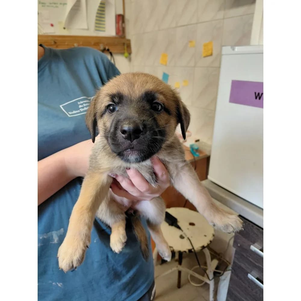 Samba, female puppy Mixed Breed for adoption at Schronisko Bialystok, Białystok