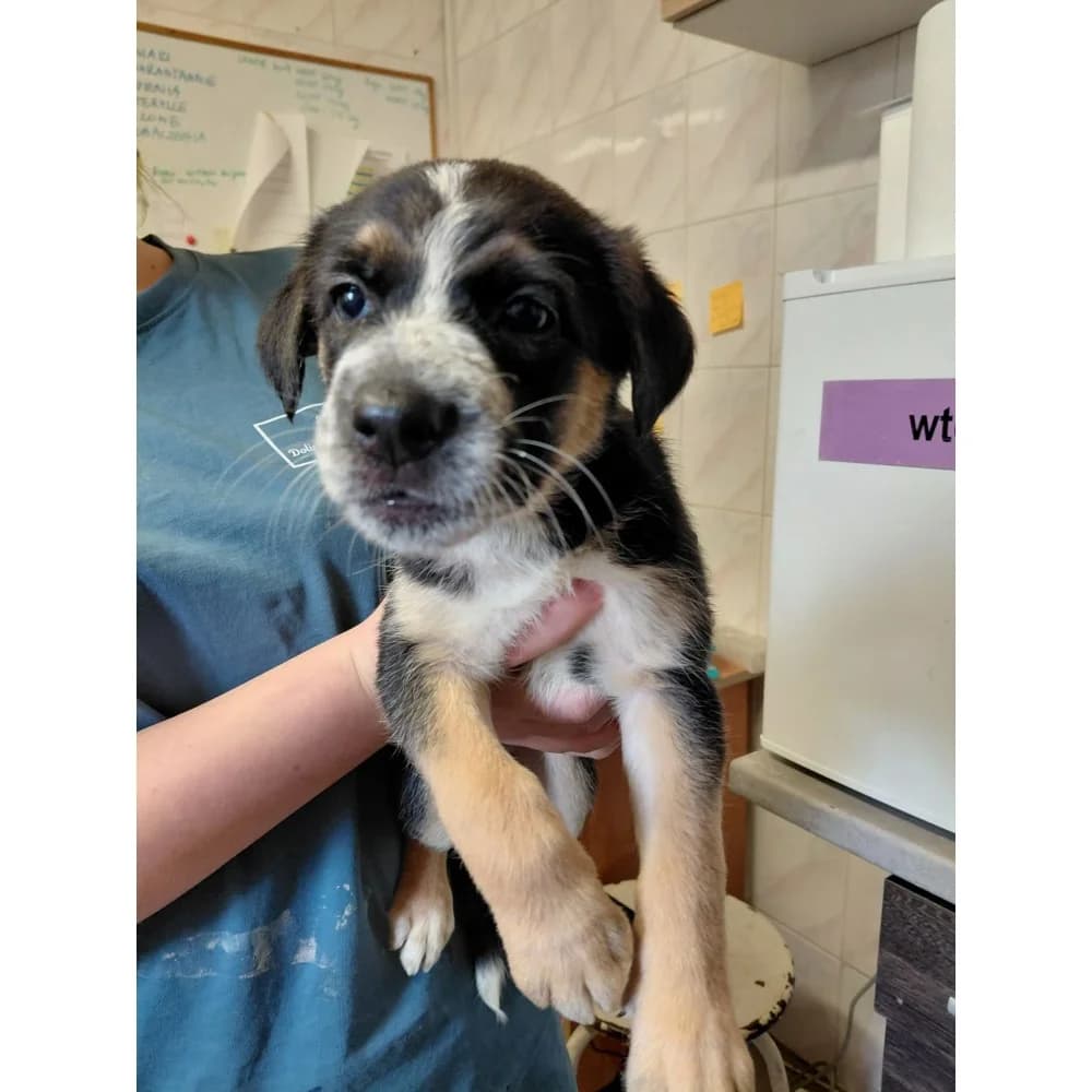 Salsa, female puppy Mixed Breed for adoption at Schronisko Bialystok, Białystok