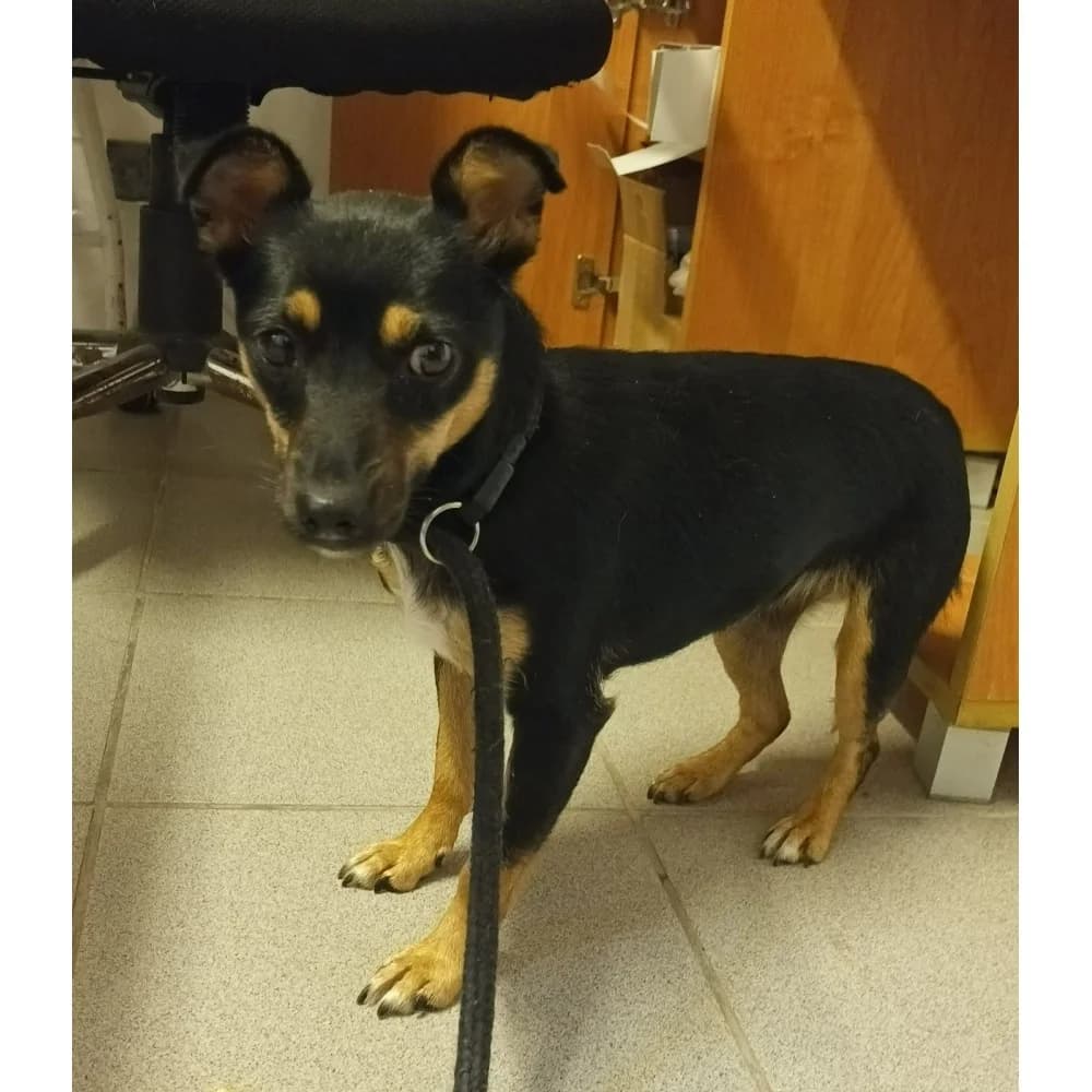 Evita, female senior Mixed Breed for adoption at Schronisko Bialystok, Białystok