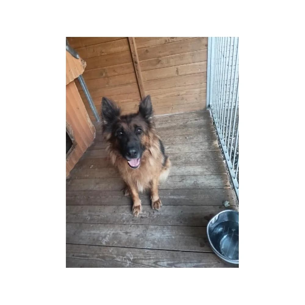 Klinta, female senior Mixed Breed for adoption at Schronisko Bialystok, Białystok