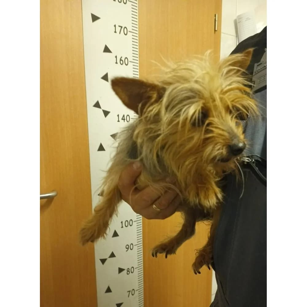 Zoe, female senior Mixed Breed for adoption at Schronisko Bialystok, Białystok
