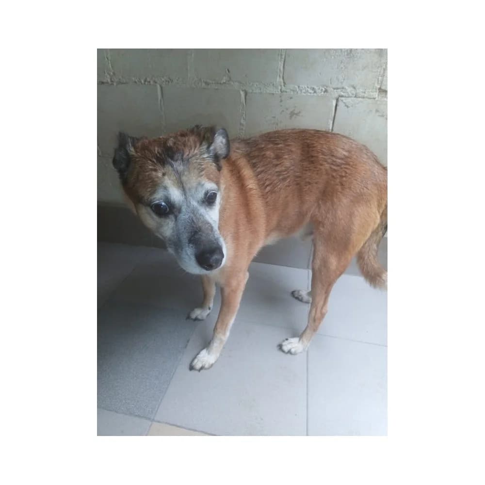 Rock 3, male senior Mixed Breed for adoption at Schronisko Bialystok, Białystok