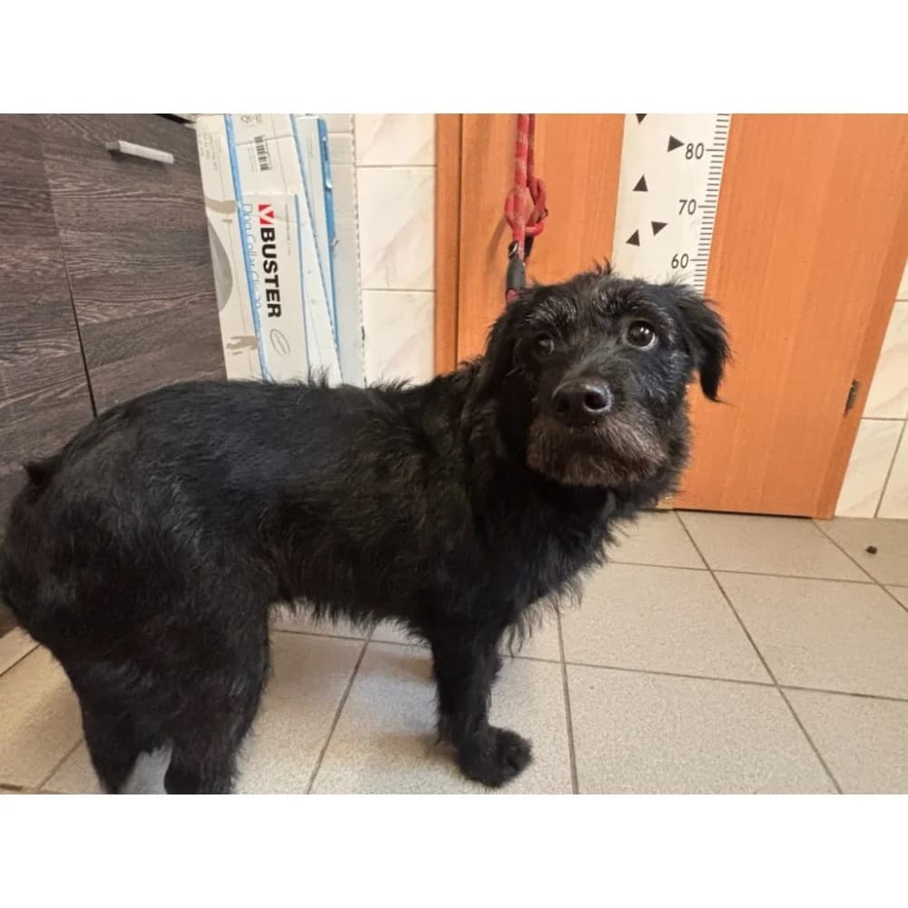 Diana 3, female senior Mixed Breed for adoption at Schronisko Bialystok, Białystok