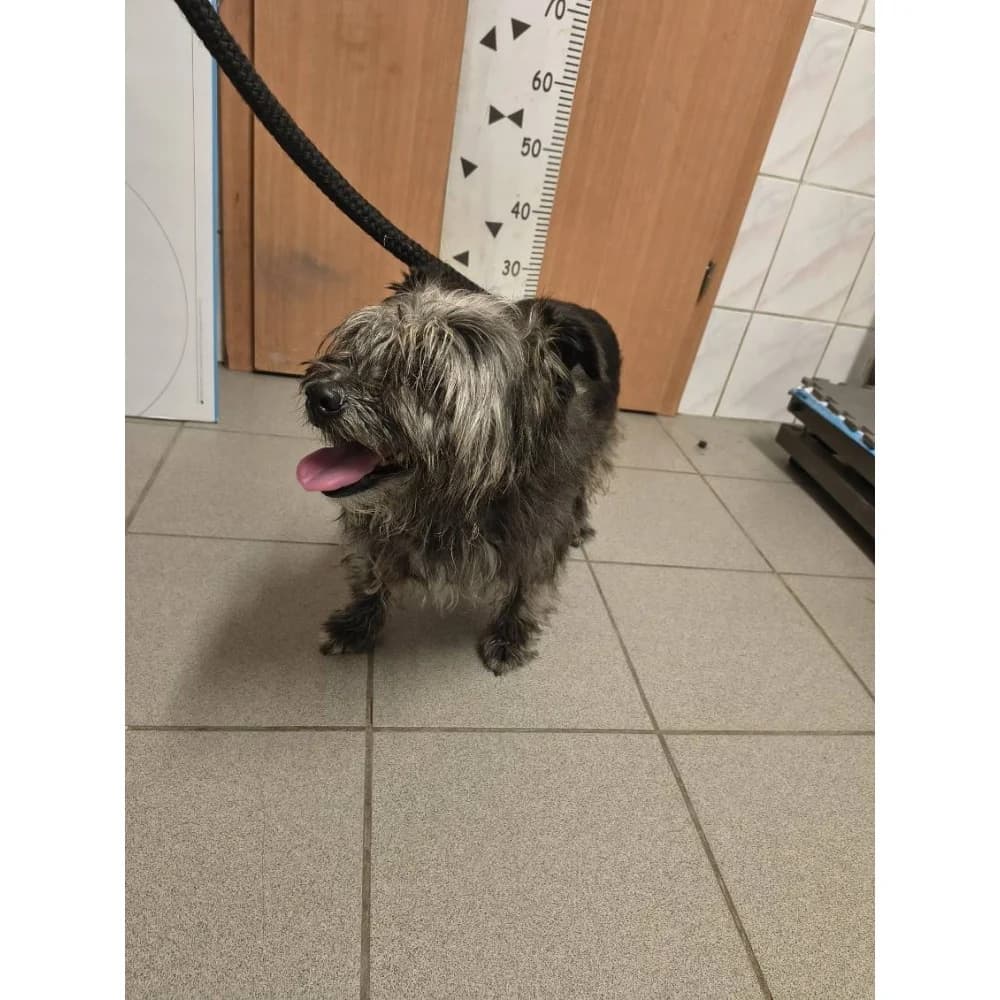 Smajlik, male senior Mixed Breed for adoption at Schronisko Bialystok, Białystok