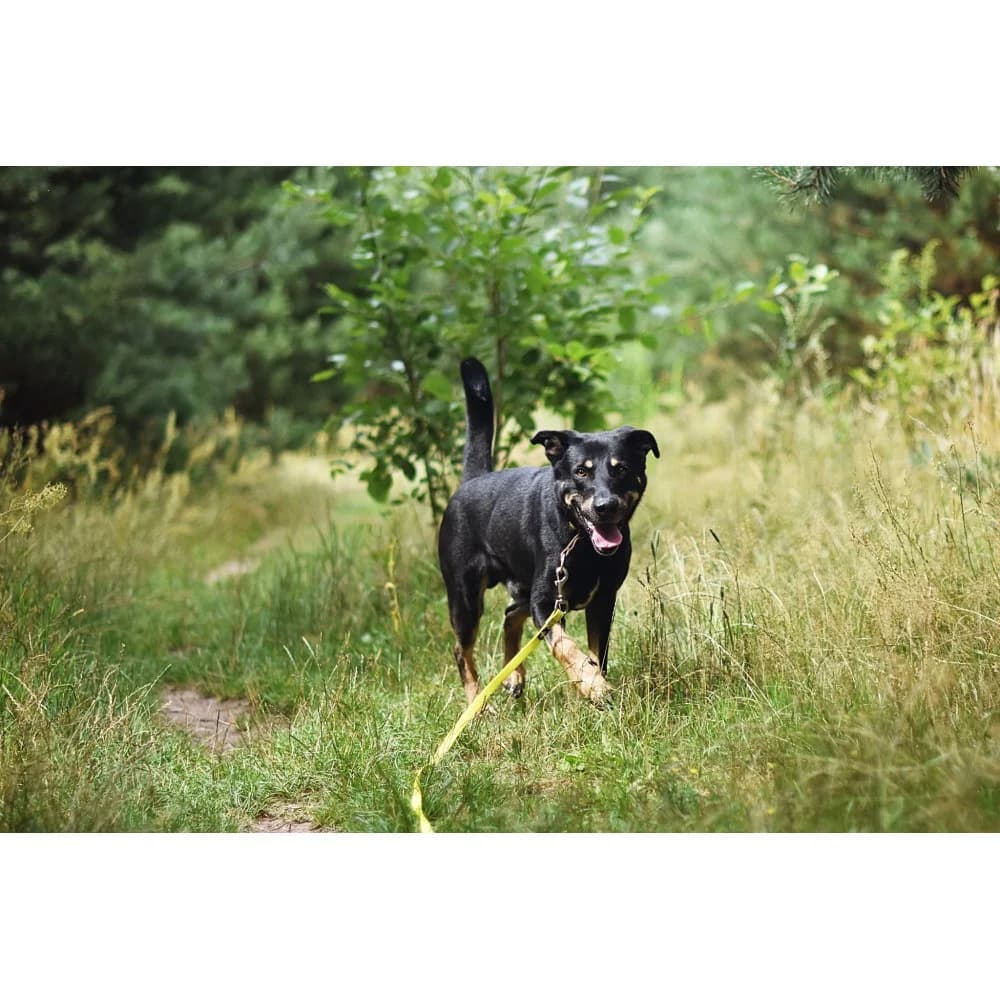 Faktor, male senior Mixed Breed for adoption at Schronisko Bialystok, Białystok