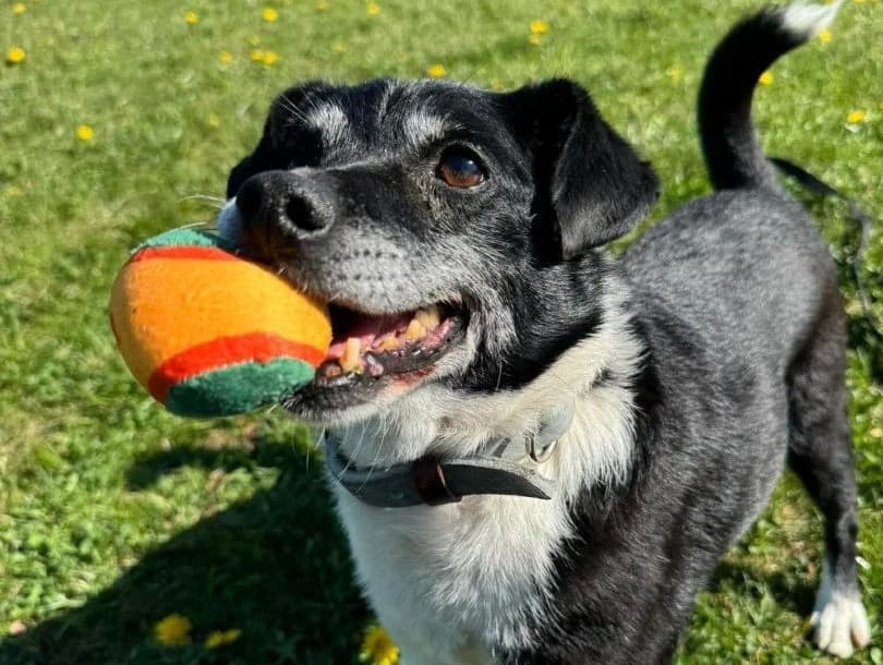 Łatek, male Mixed Breed for adoption at Schronisko Bielsko-Biała
