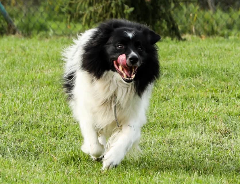 Bordi, male Mixed Breed for adoption at Schronisko Bielsko-Biała