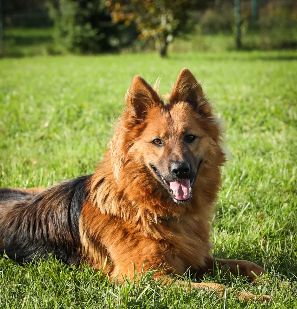 Szarik, male Mixed Breed for adoption at Schronisko Bielsko-Biała