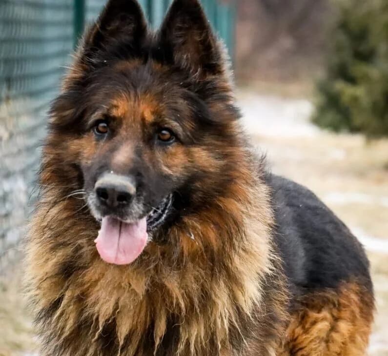 Morus, male Mixed Breed for adoption at Schronisko Bielsko-Biała