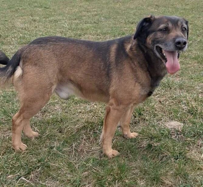 Rysiek, male Mixed Breed for adoption at Schronisko Bielsko-Biała