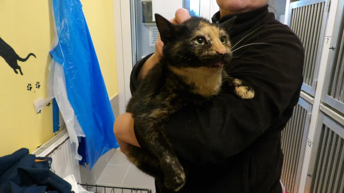 Figa, female Mixed Breed for adoption at Schronisko Bielsko-Biała