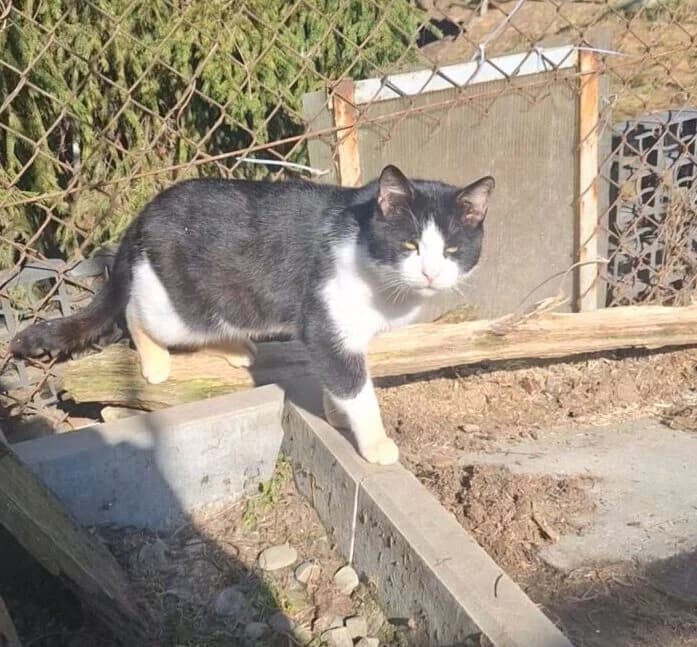 Boniek, male Mixed Breed for adoption at Schronisko Bielsko-Biała