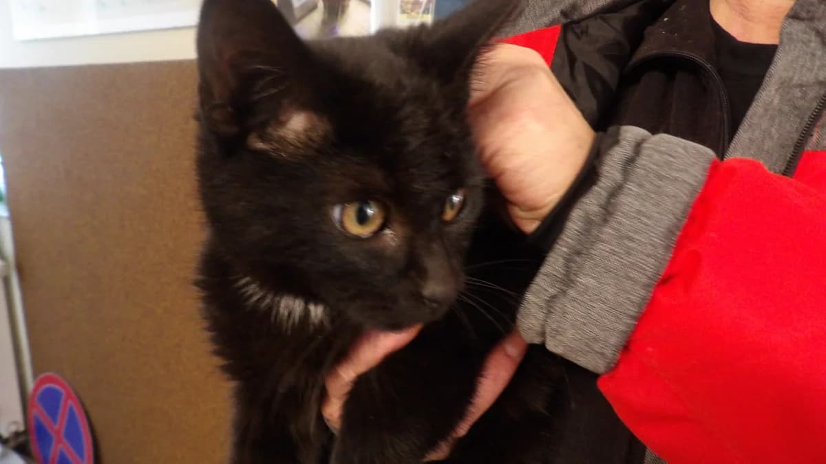 Cezar, male Mixed Breed for adoption at Schronisko Bielsko-Biała