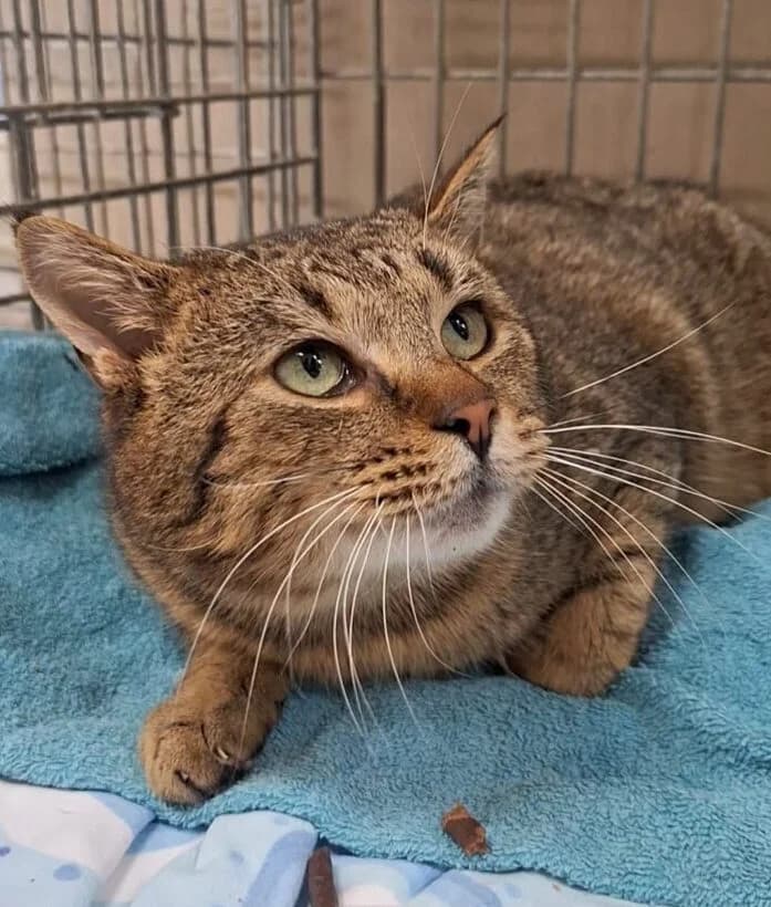 Benjaminek, male Mixed Breed for adoption at Schronisko Bielsko-Biała