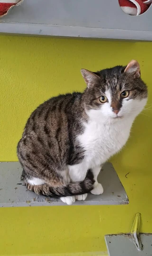 Donat, female Mixed Breed for adoption at Schronisko Bielsko-Biała