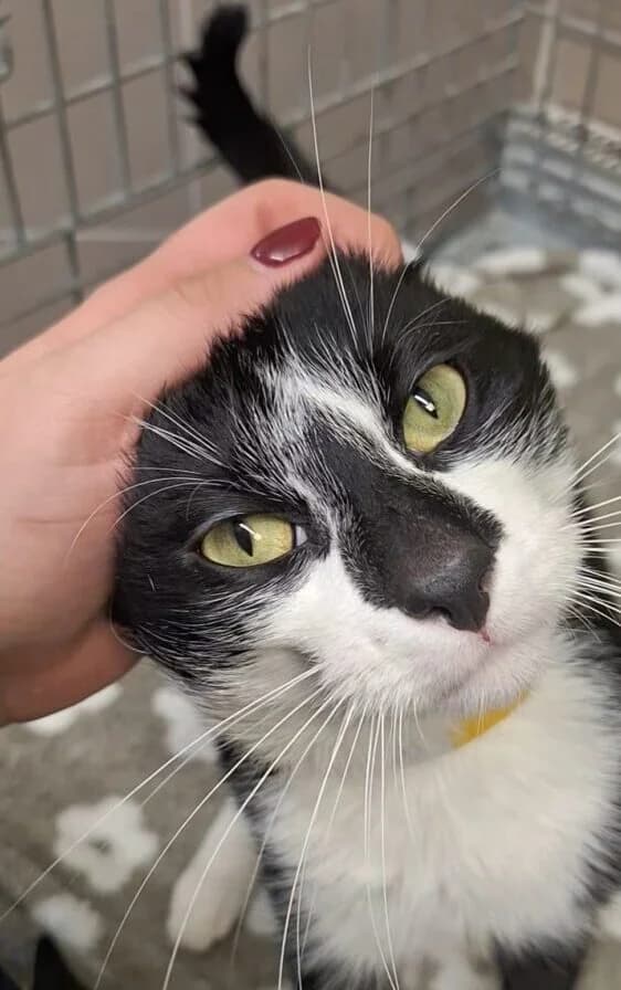 Jaskier, male Mixed Breed for adoption at Schronisko Bielsko-Biała