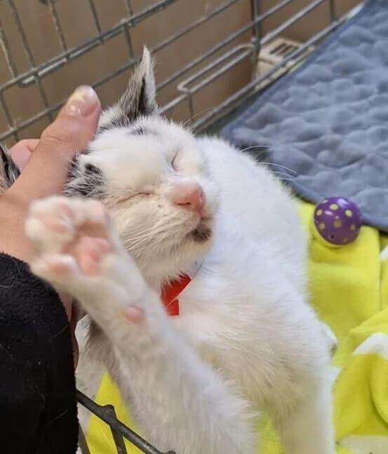 Beza, female Mixed Breed for adoption at Schronisko Bielsko-Biała