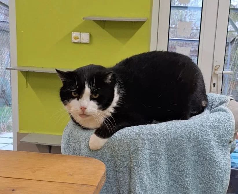 Boss, male Mixed Breed for adoption at Schronisko Bielsko-Biała