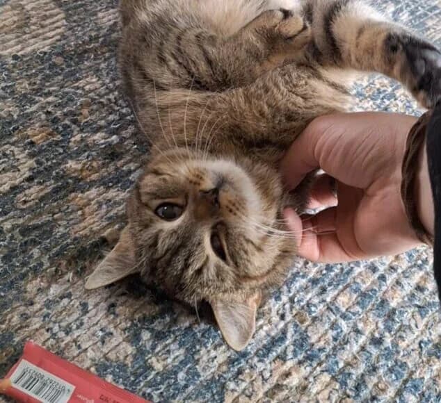 Ciri, female Mixed Breed for adoption at Schronisko Bielsko-Biała