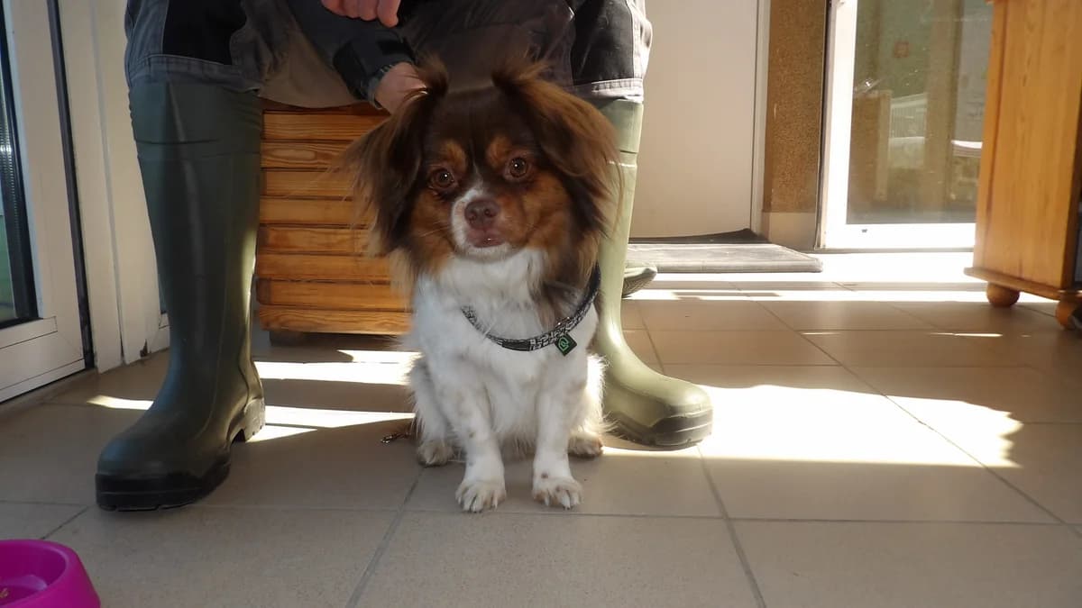 Egon, male Mixed Breed for adoption at Schronisko Bielsko-Biała