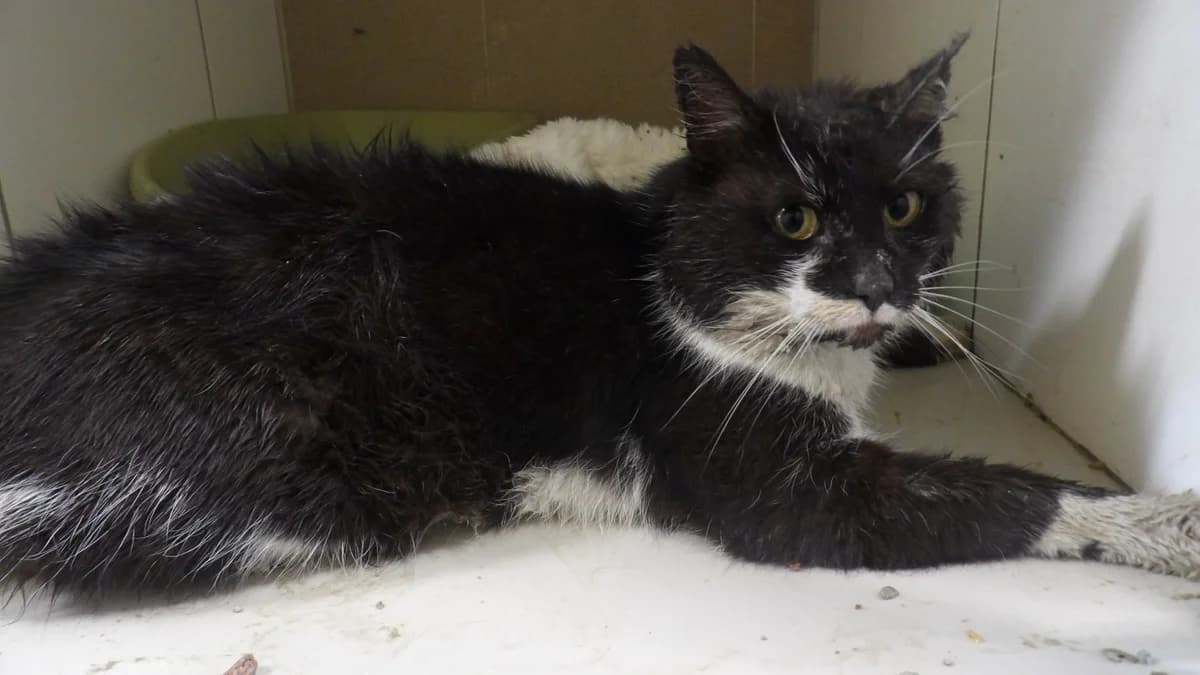 Grosik, male Mixed Breed for adoption at Schronisko Bielsko-Biała