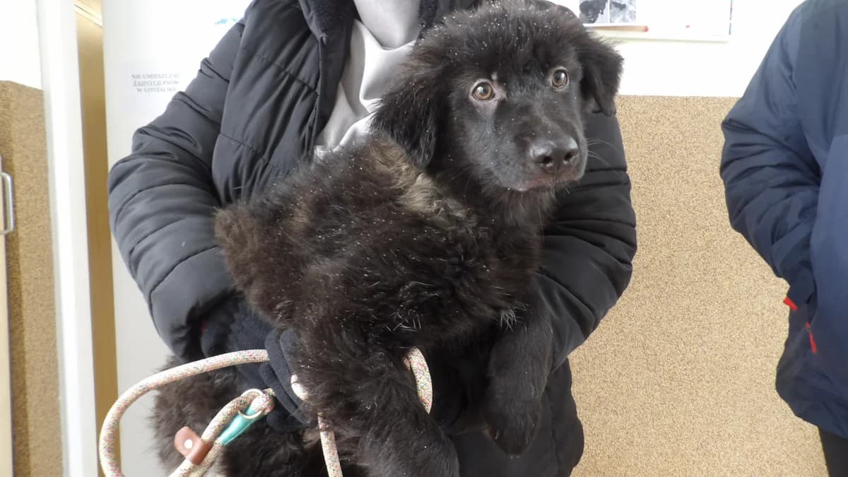 Nero, male Mixed Breed for adoption at Schronisko Bielsko-Biała