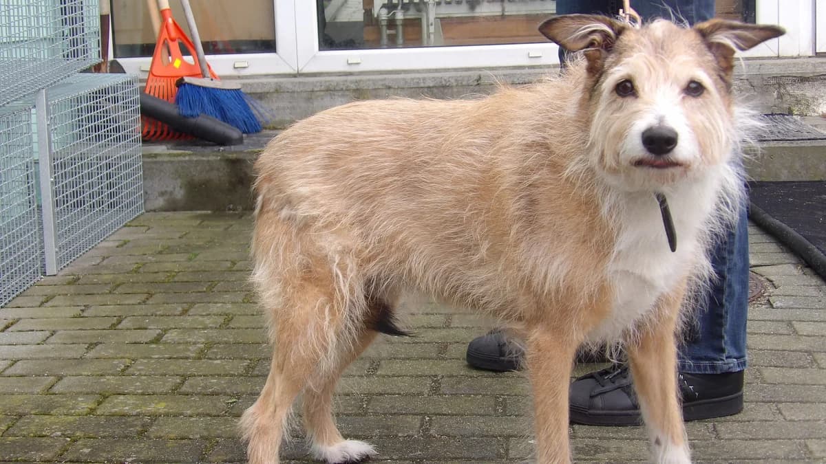 Lilka, female Mixed Breed for adoption at Schronisko Bielsko-Biała