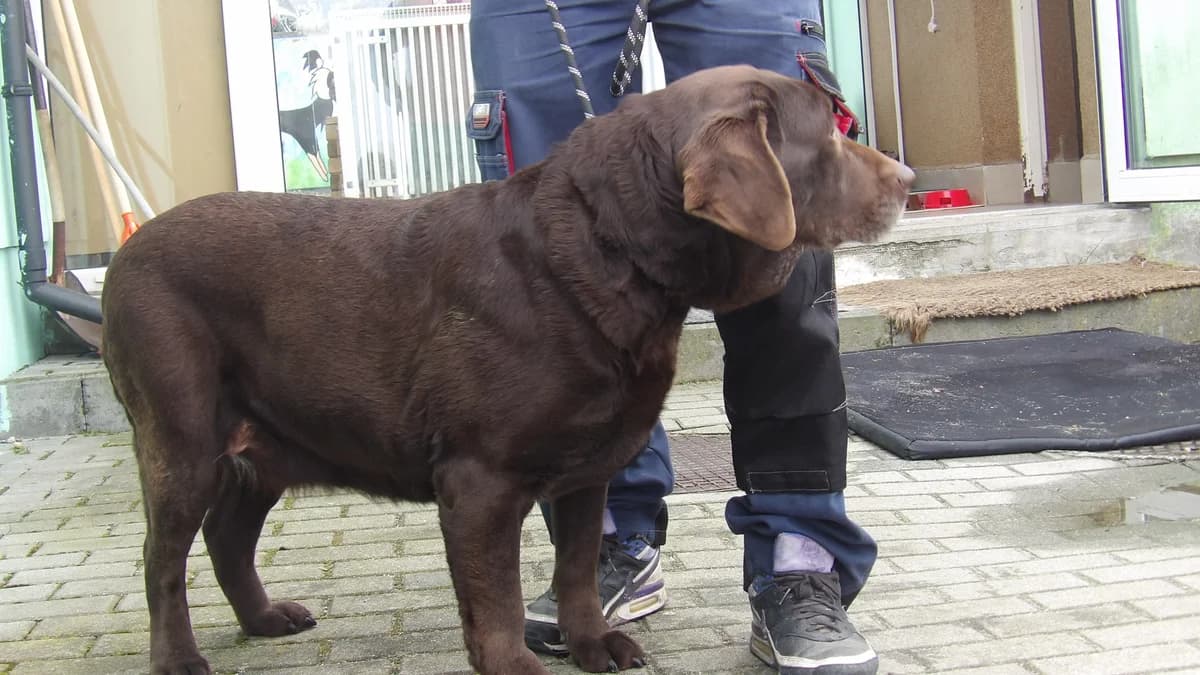Bunia, female Mixed Breed for adoption at Schronisko Bielsko-Biała
