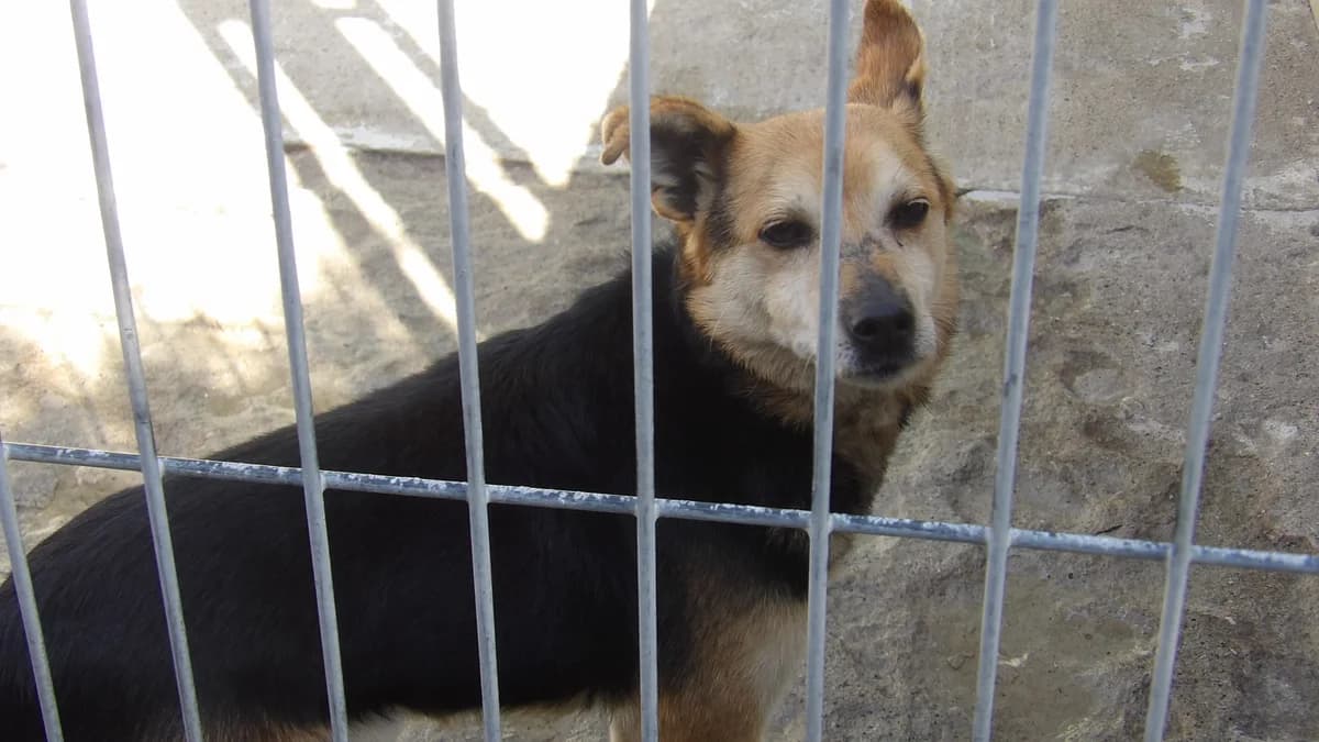 Reksio, male Mixed Breed for adoption at Schronisko Bielsko-Biała