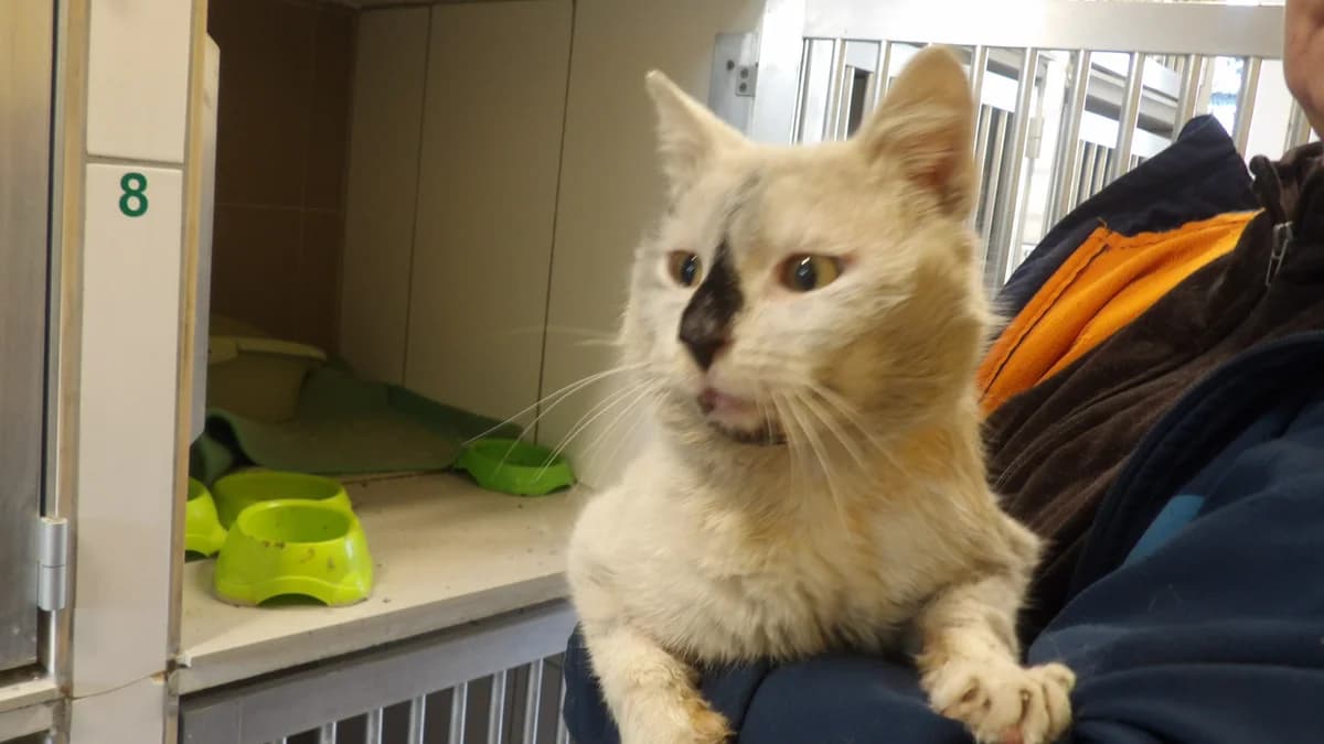 Kefir, male Mixed Breed for adoption at Schronisko Bielsko-Biała