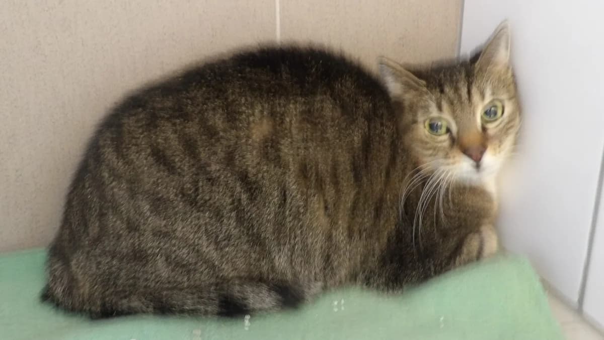 Gratka, female Mixed Breed for adoption at Schronisko Bielsko-Biała