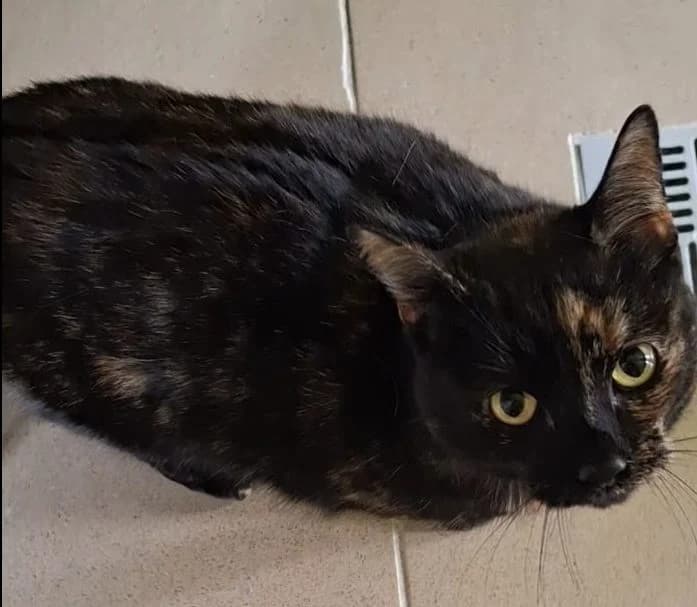 Halinka, female Mixed Breed for adoption at Schronisko Bielsko-Biała