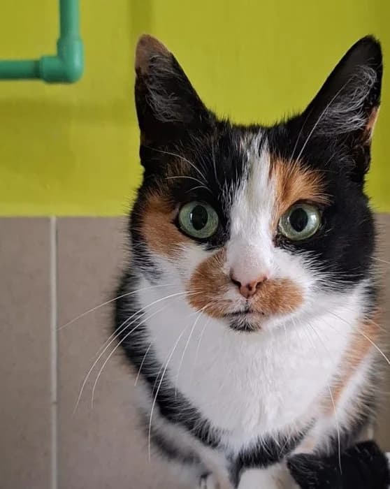 Grażynka, female Mixed Breed for adoption at Schronisko Bielsko-Biała