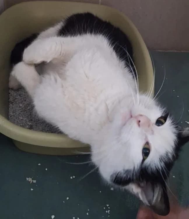 Puszek, male Mixed Breed for adoption at Schronisko Bielsko-Biała