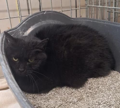 Nocka, female Mixed Breed for adoption at Schronisko Bielsko-Biała