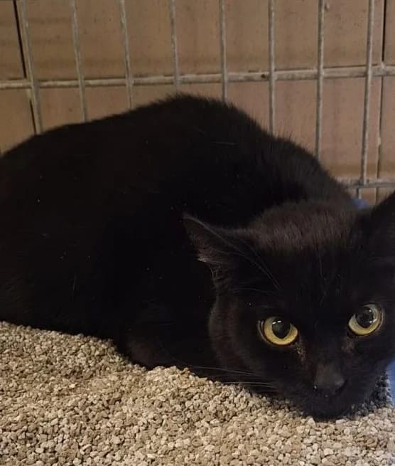 Sabrina, female Mixed Breed for adoption at Schronisko Bielsko-Biała