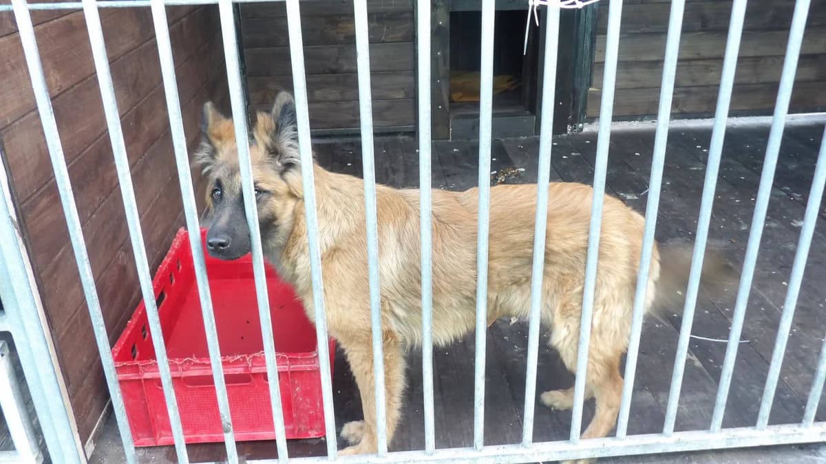 Argo, male Mixed Breed for adoption at Schronisko Bielsko-Biała