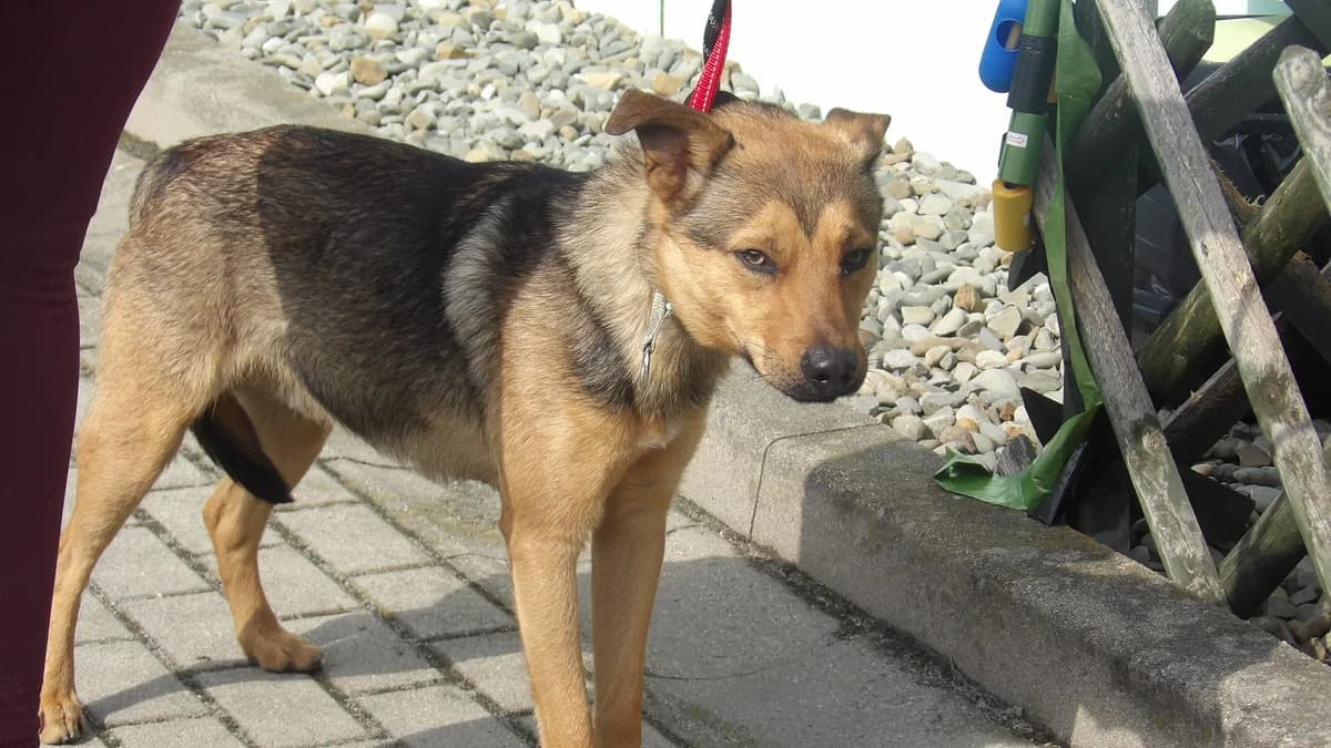 Piorun, male Mixed Breed for adoption at Schronisko Bielsko-Biała