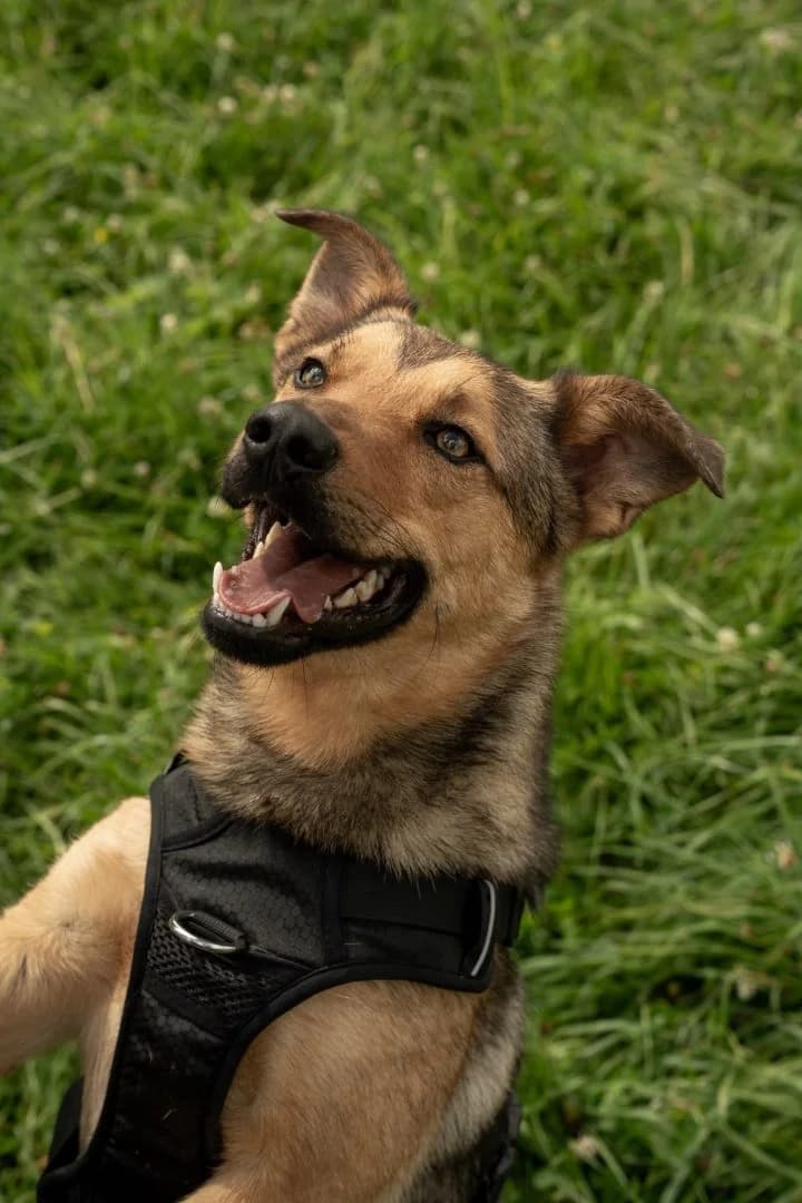 Piorun, male Mixed Breed for adoption at Schronisko Bielsko-Biała