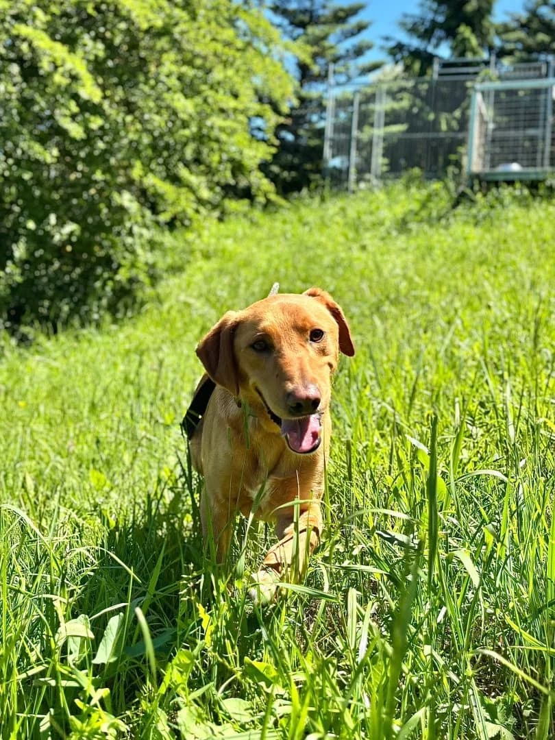 Dyzio, male Mixed Breed for adoption at Schronisko Bielsko-Biała