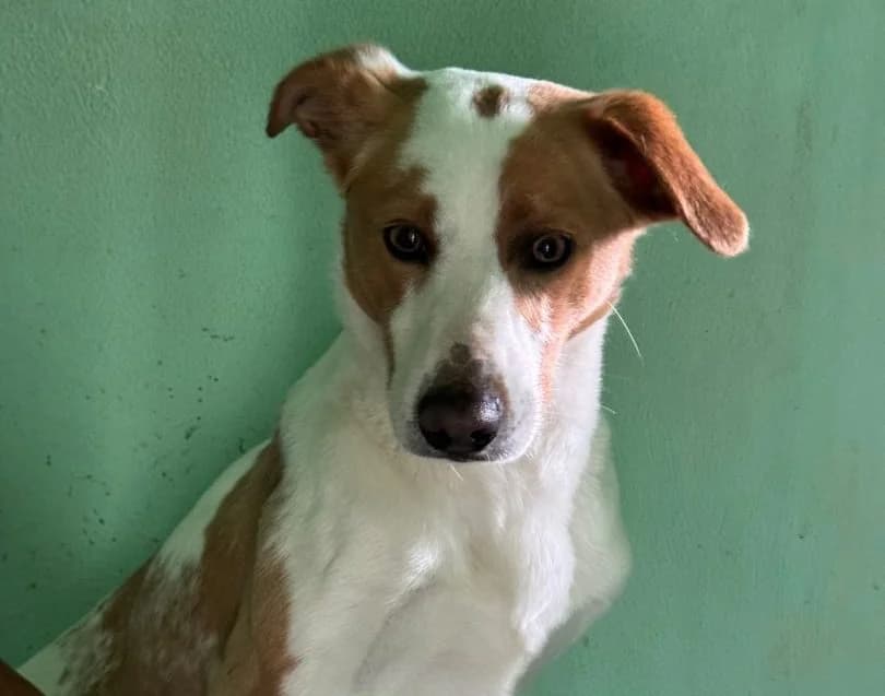 Lucek, male Mixed Breed for adoption at Schronisko Bielsko-Biała
